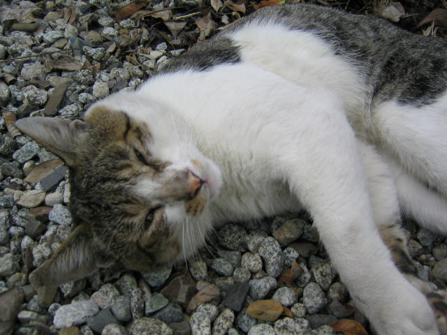 neko.jpg